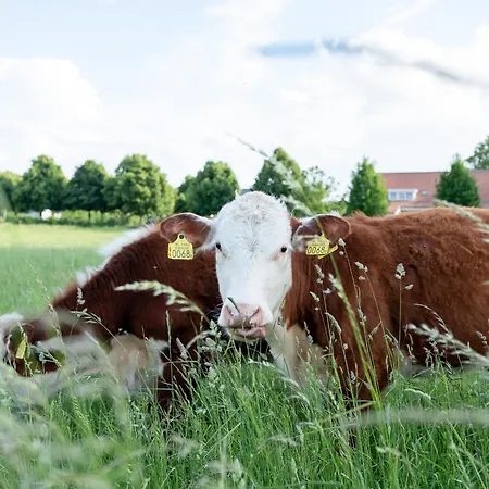 Tente de luxe Hoeve Linnerveld Trekkerstent Sint Odiliënberg