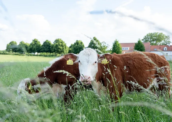 Luksusowy namiot Hoeve Linnerveld Trekkerstent Sint Odiliënberg